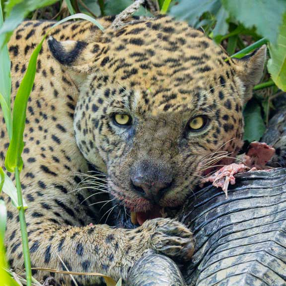 Face of a male jaguar named Ousado