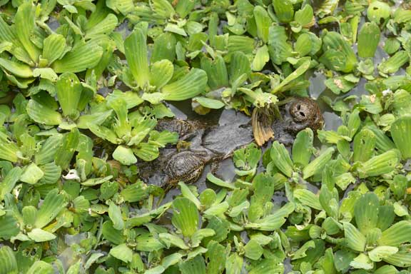 Caiman head in water hyacinths