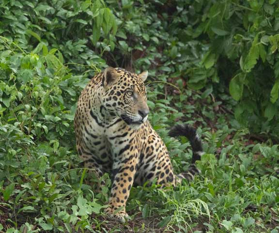 Mother and son jaguar looking for Caiman