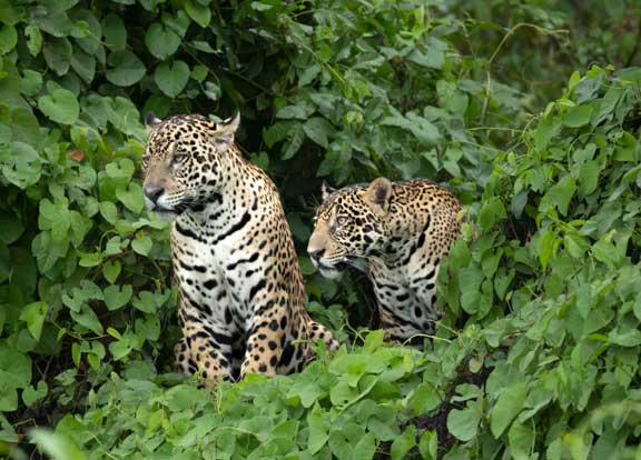 Mother and son jaguar looking for Caiman