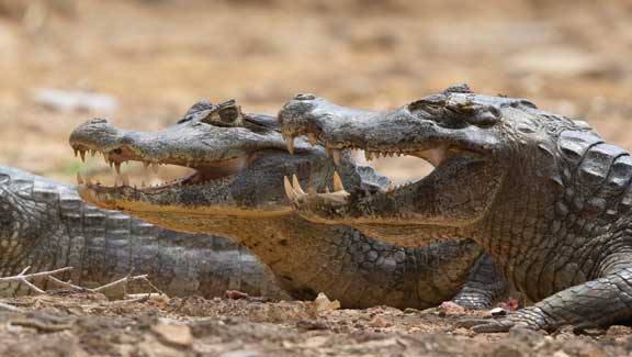 Caimans basking with open mouths