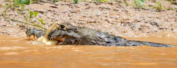 Caiman eating fish