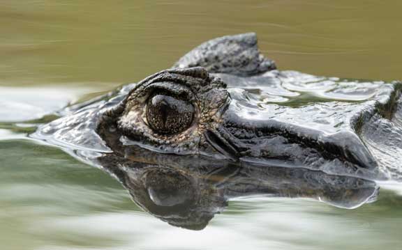 Caiman head