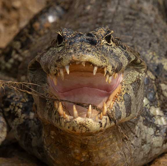 Caiman head
