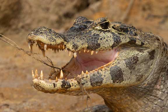 Caiman head