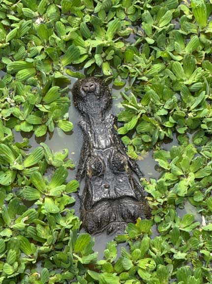 Caiman head in the water hyacinths