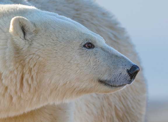 Polar bear up close and trying to detect our scent.