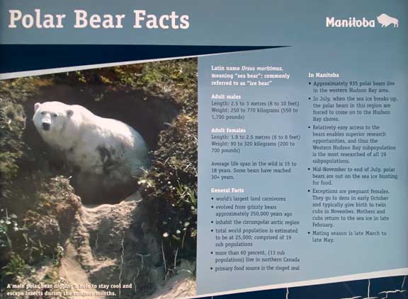 Polar bear facts from a sign in Churchill.