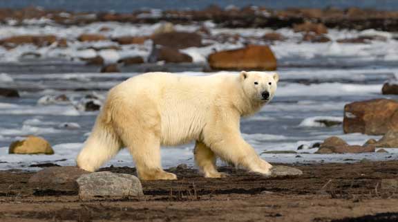 Polar bear walking by our camp.