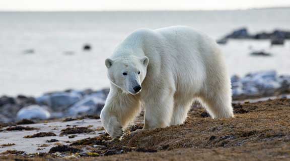 Polar bears around camp