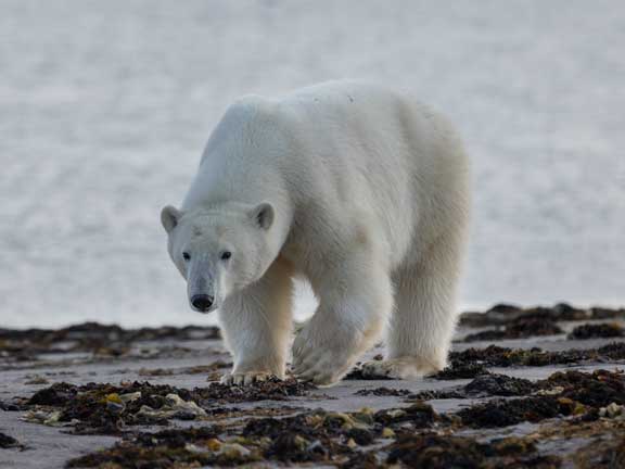 Polar bears around camp