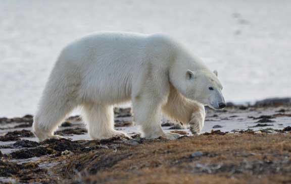Polar bears around camp