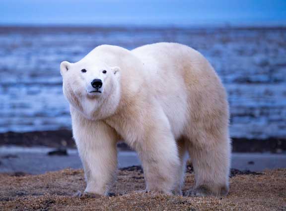 Polar bear investigating us.