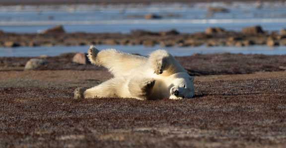 Polar bear rolling on back