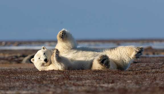 Polar bear rolling on back
