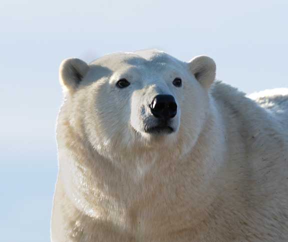 Polar bear investigating electric fence