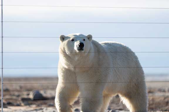 Polar bear investigating electric fence