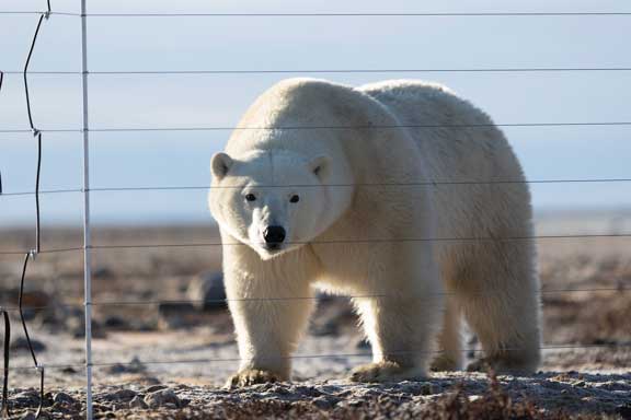 Polar bear investigating electric fence
