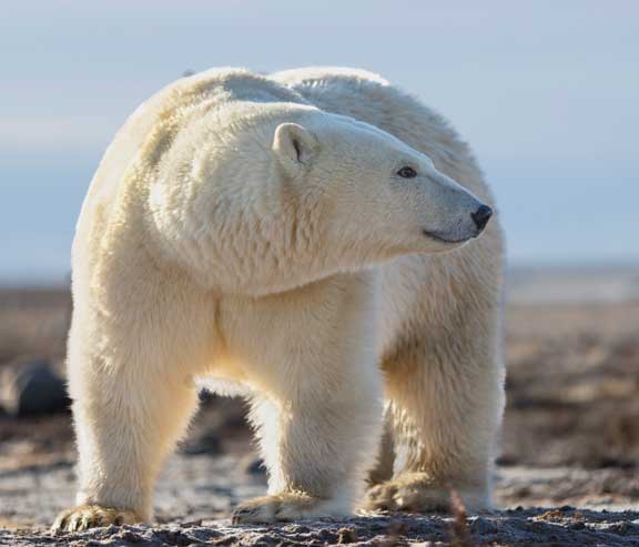 Polar bear investigating electric fence