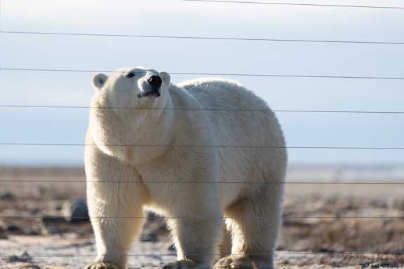 Polar bear investigating electric fence