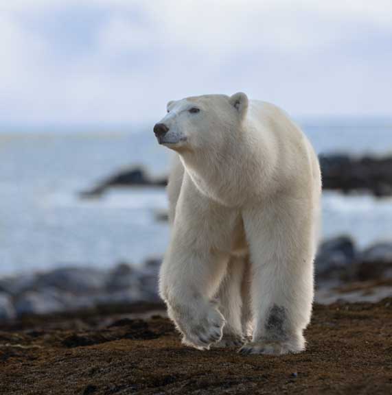 Polar bear walking by