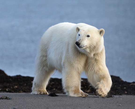 Polar bear walking by