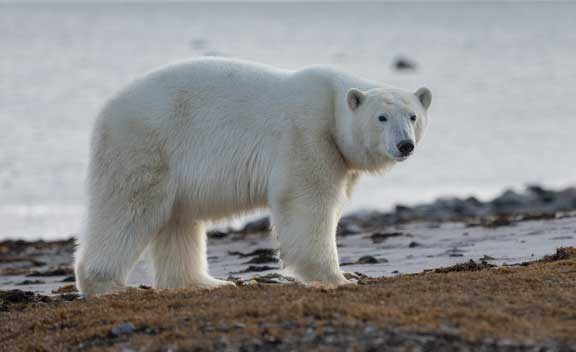 Polar bear walking by