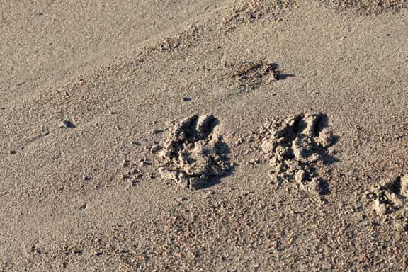 Animal tracks in the sand