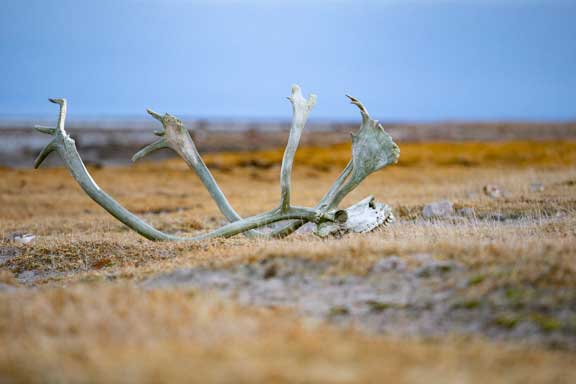Caribou antlers
