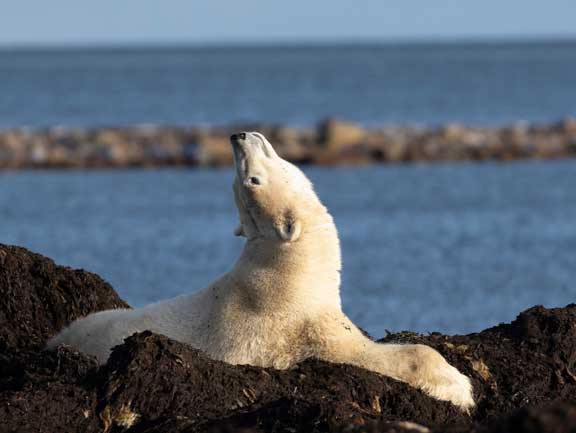 Bear smelling the air