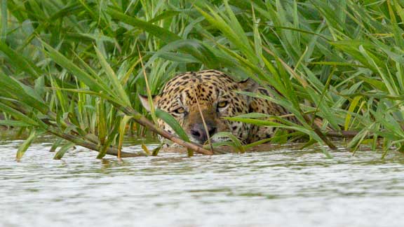 Jaguar face low in the water