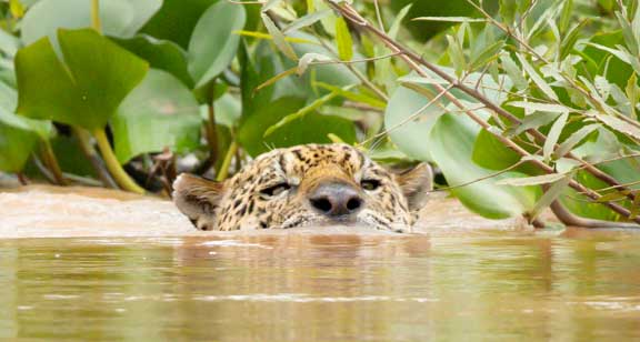 Ousado head while swimming