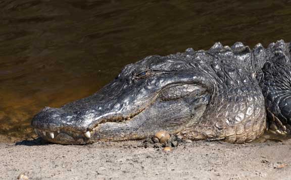 Alligator head close up