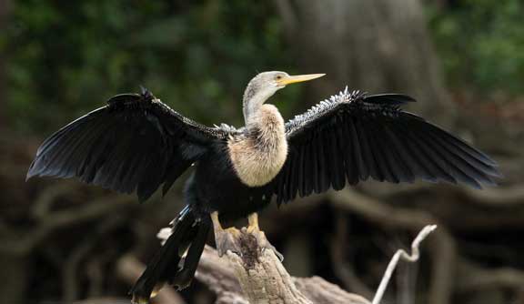 Anhinga drying wings