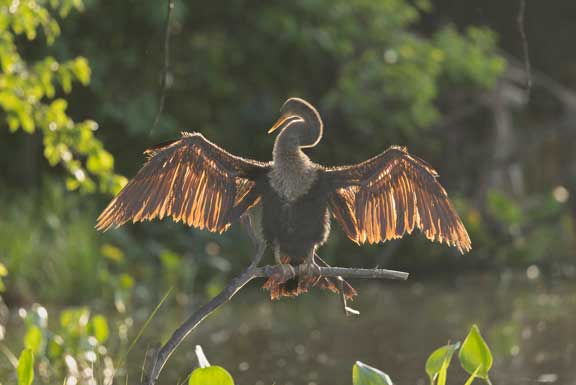 Sun coming through wings of anhinga