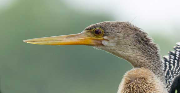 Anhinga face close up