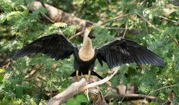 Anhinga drying wings