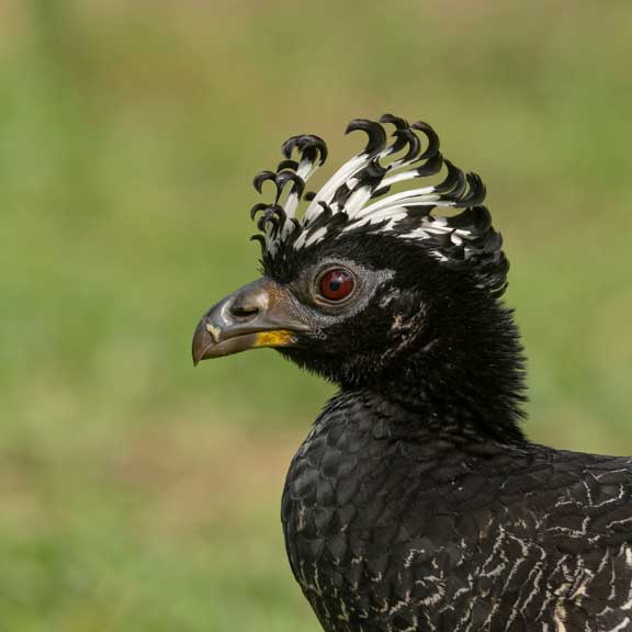Head feathers of currasow