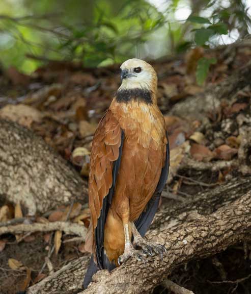 Hawk perched on branch