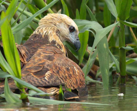 Hawk in water looking for fish