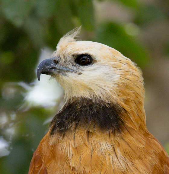 Hawk face in profile
