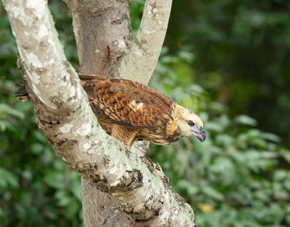 Perched hawk looking at the water