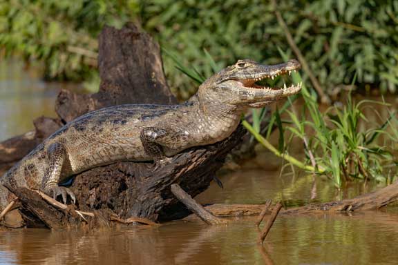 Caiman basking on a log
