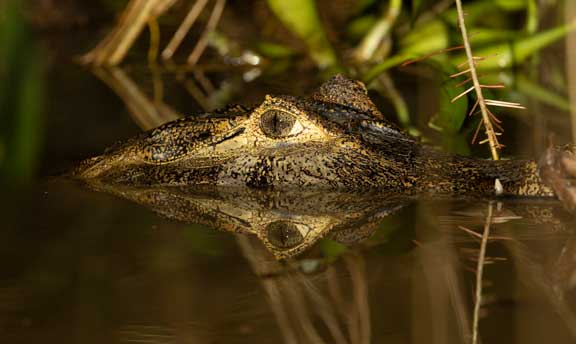 Caiman eyes reflecting in the water