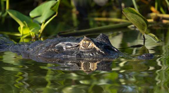 Caiman eyes reflecting in the water