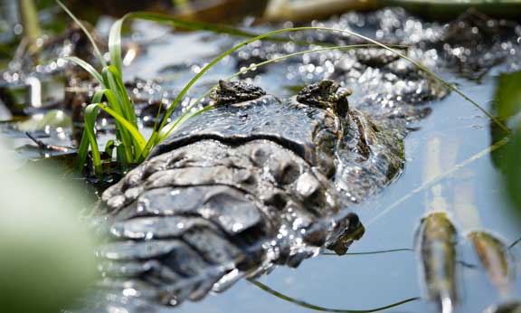 Caiman head hidden in water