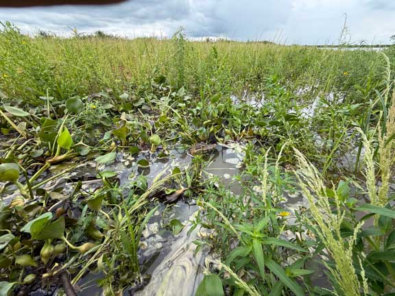 Caiman snout in water hyacinths