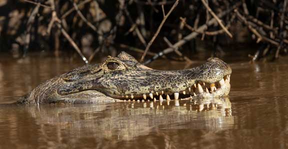 Caiman snout up close