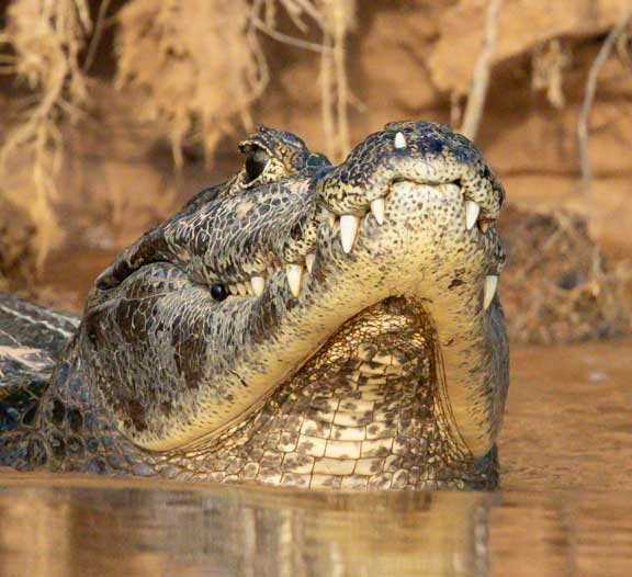 Caiman head up close