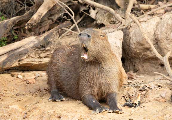 Capybara standing near water